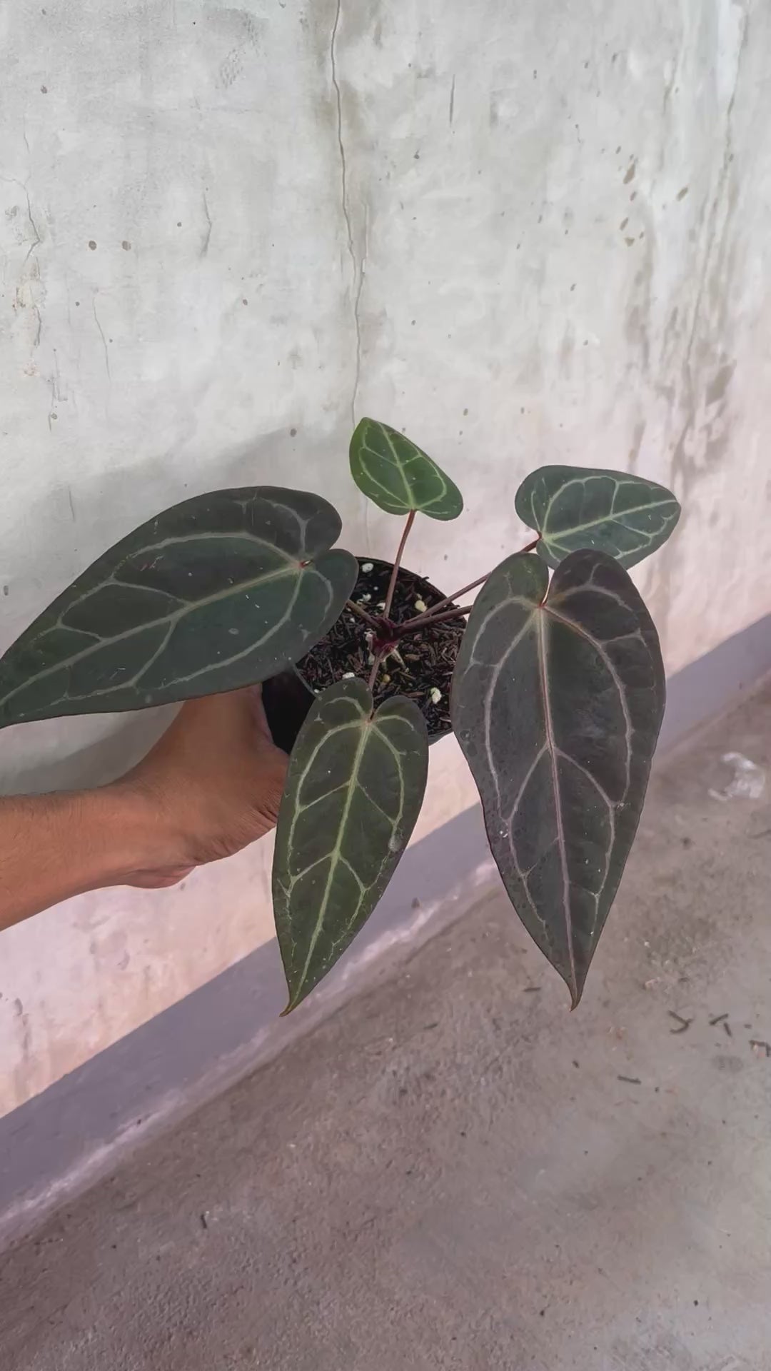 Anthurium ( Dark Handsome x Red Velvet cake) x Michelle Variegated