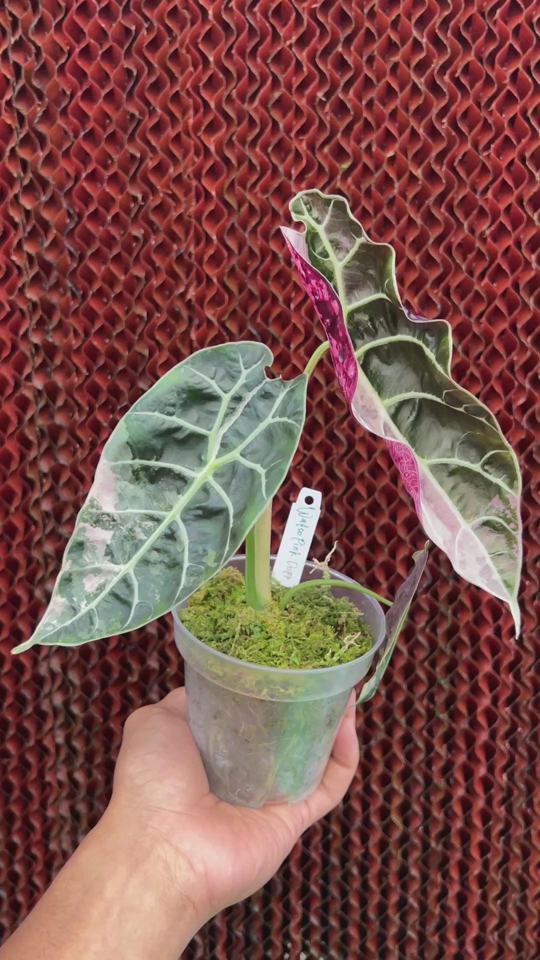 Alocasia Watsonia Medium Size Variegated