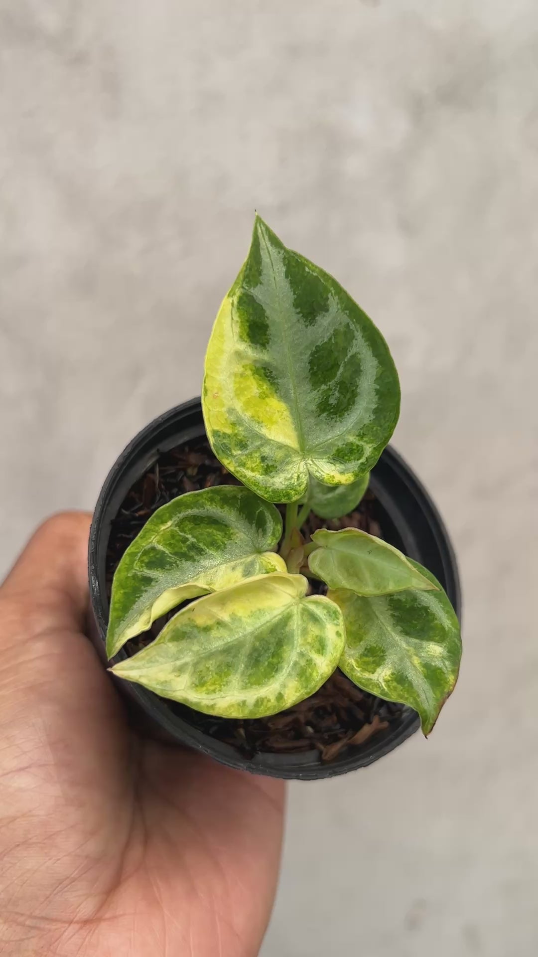 Anthurium Silver Chrome Variegated