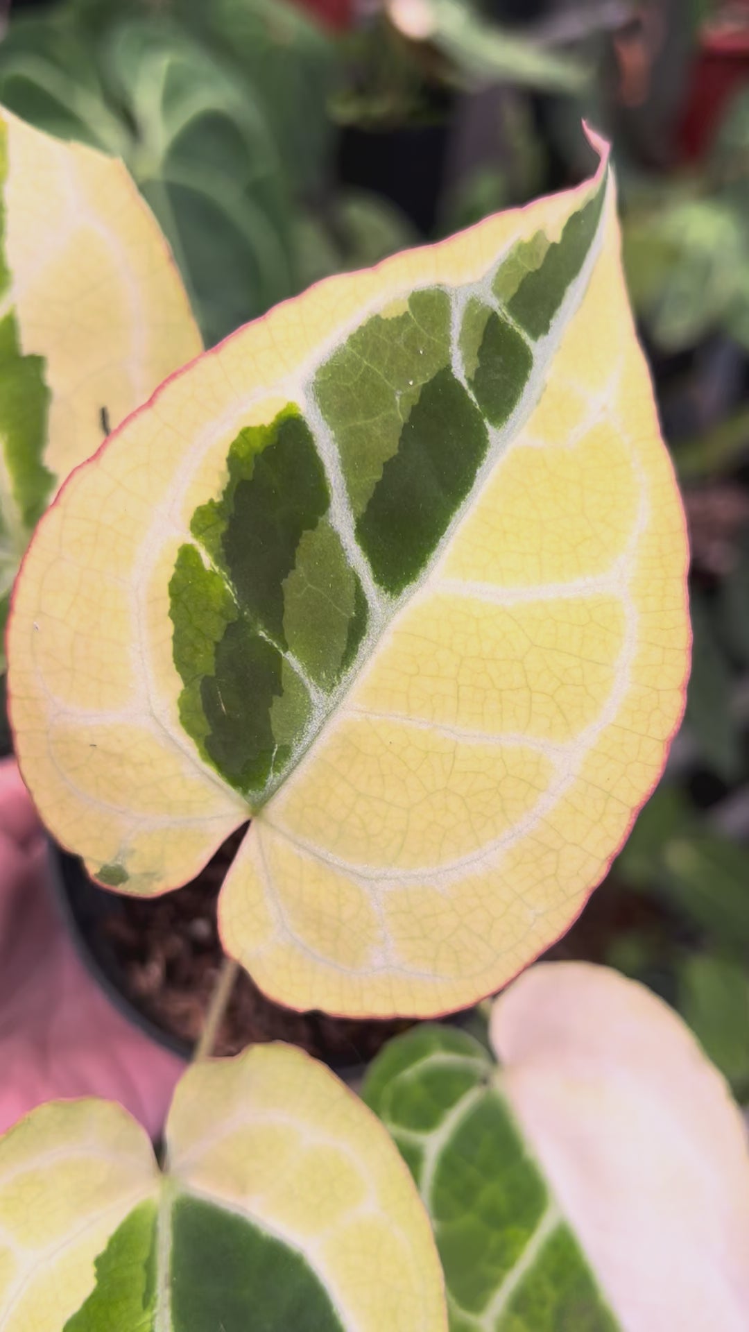 Anthurium Crystallinum Rinjani