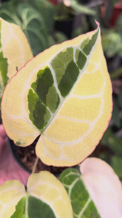 Anthurium Crystallinum Rinjani