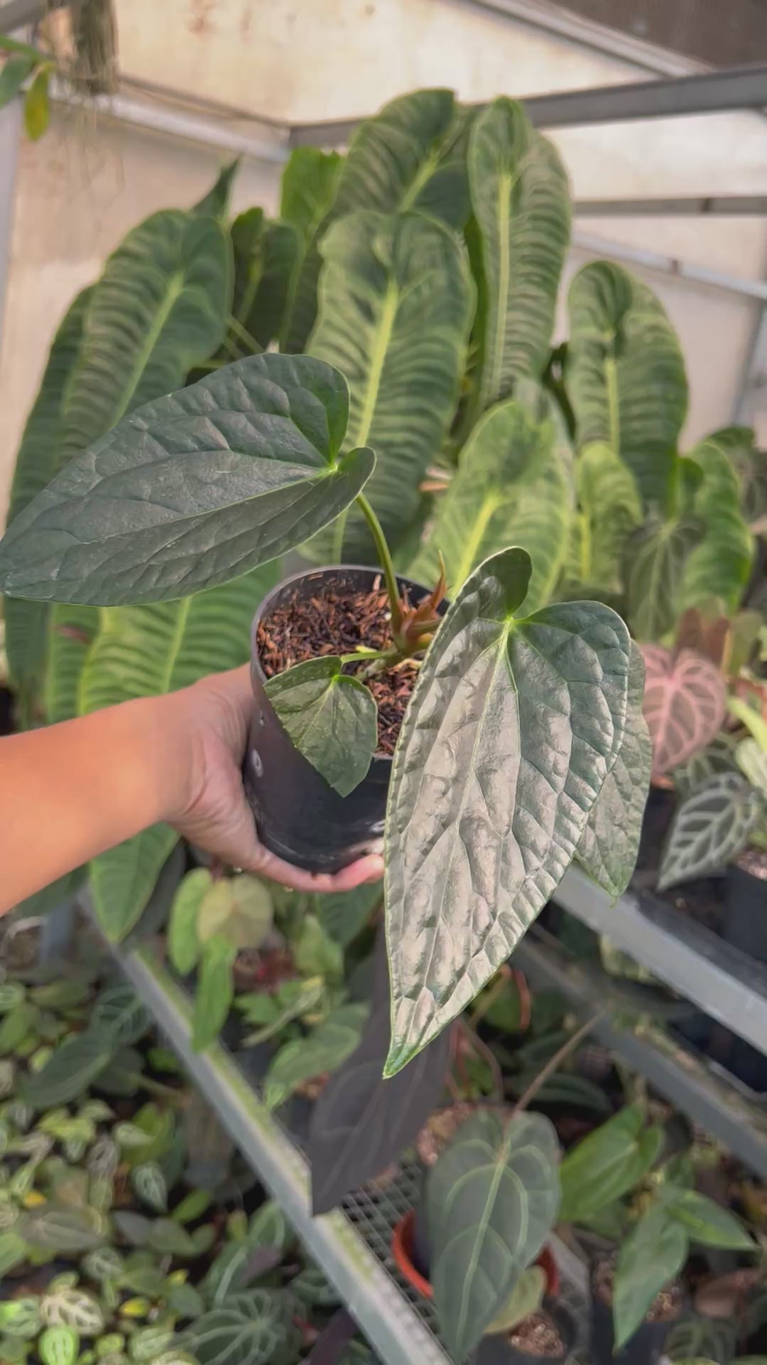 Anthurium Dark Phoenix x Nigrollaminum Gigi