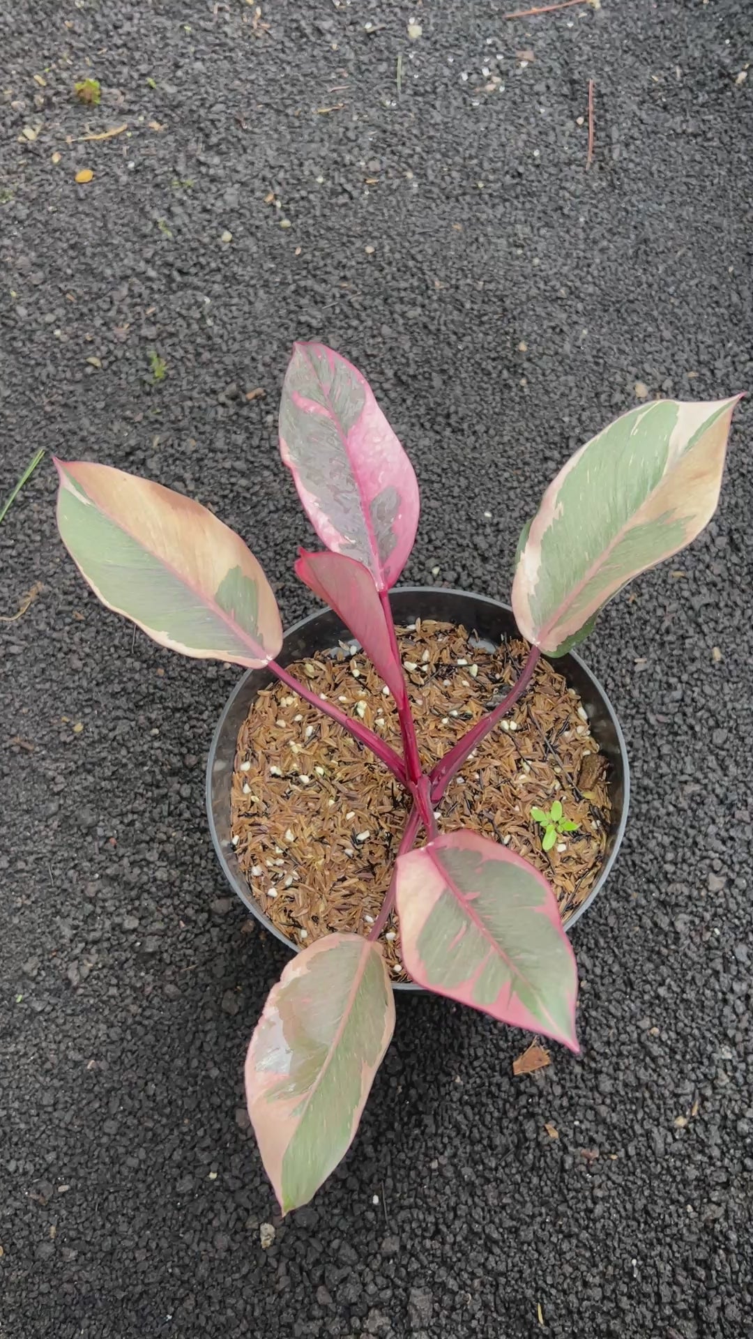 Philodendron Pink Rose