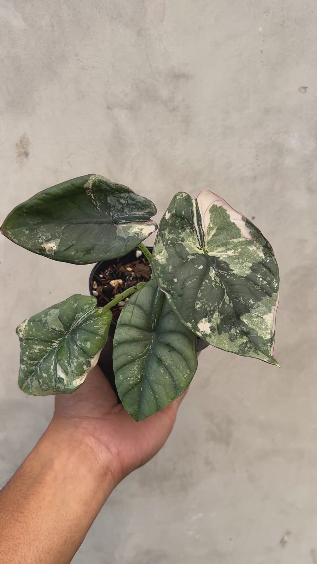 Alocasia Nebula Pink Variegated