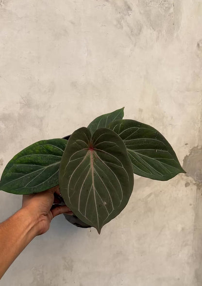 Anthurium King Of Spades Red