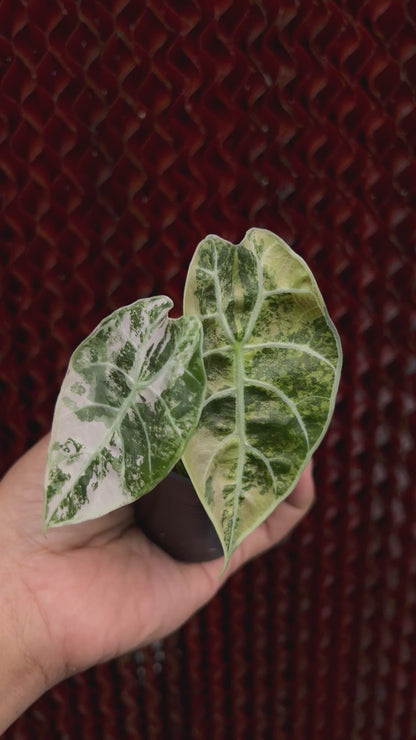 Alocasia Watsonia Pink Variegated Small Size