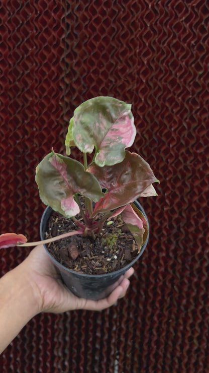 Syngonium Strawberry Ice