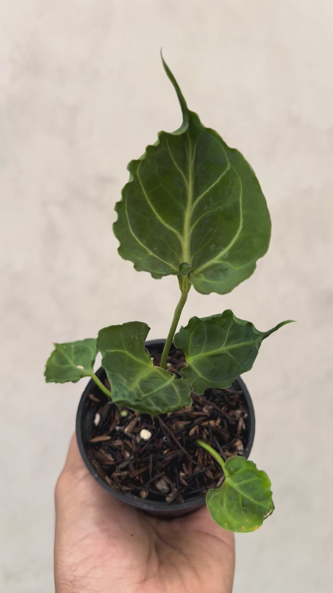 Anthurium Meatball x Ghandiwa Selected