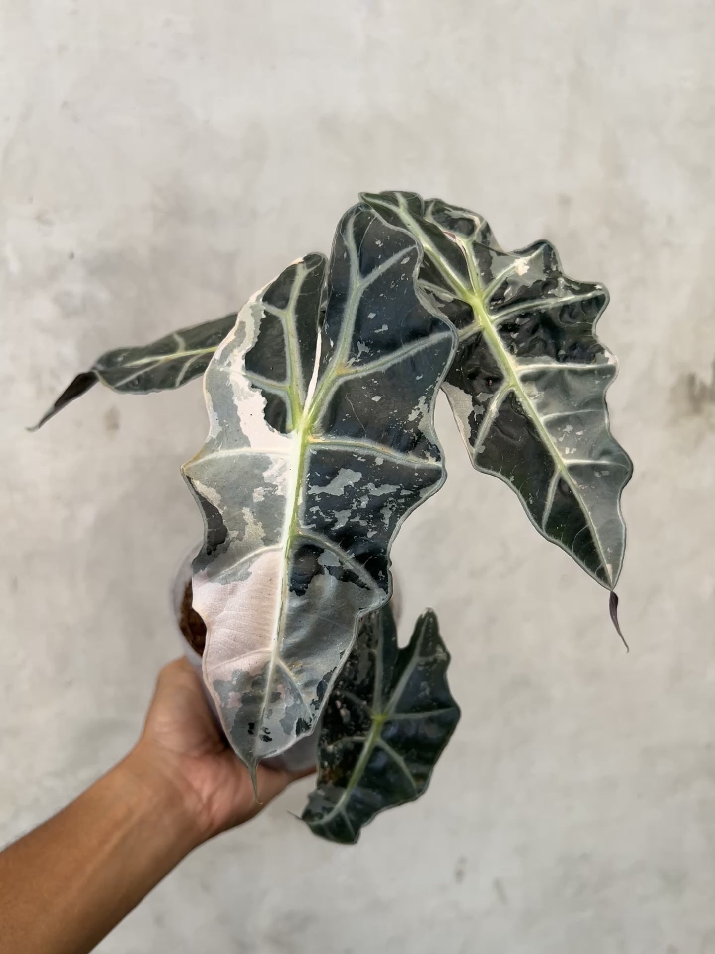 Alocasia Amazonica Pink Variegated