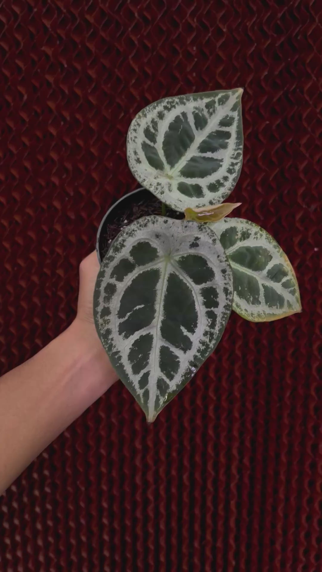 Anthurium Forgetii ET