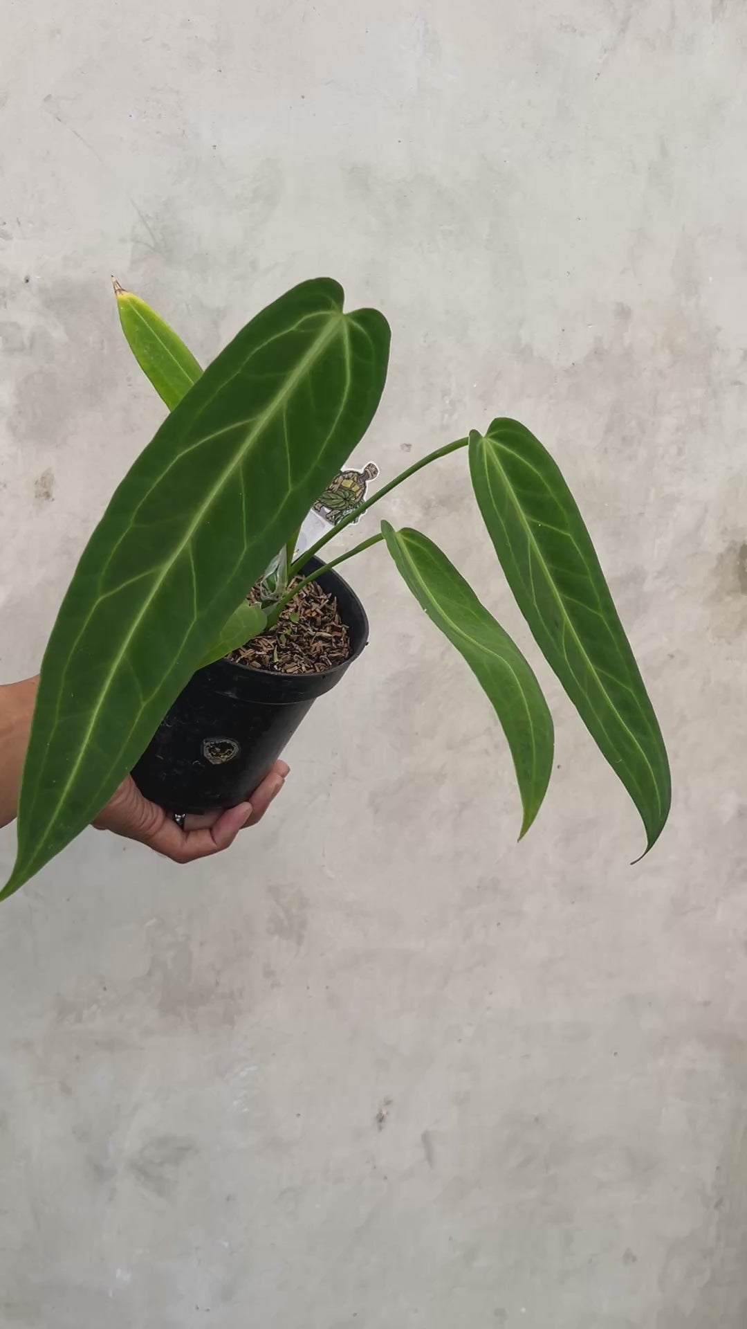 Anthurium Warocqueanum