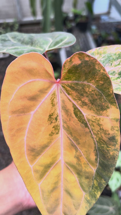 Anthurium Papillilaminum Pink x Twilight Armor