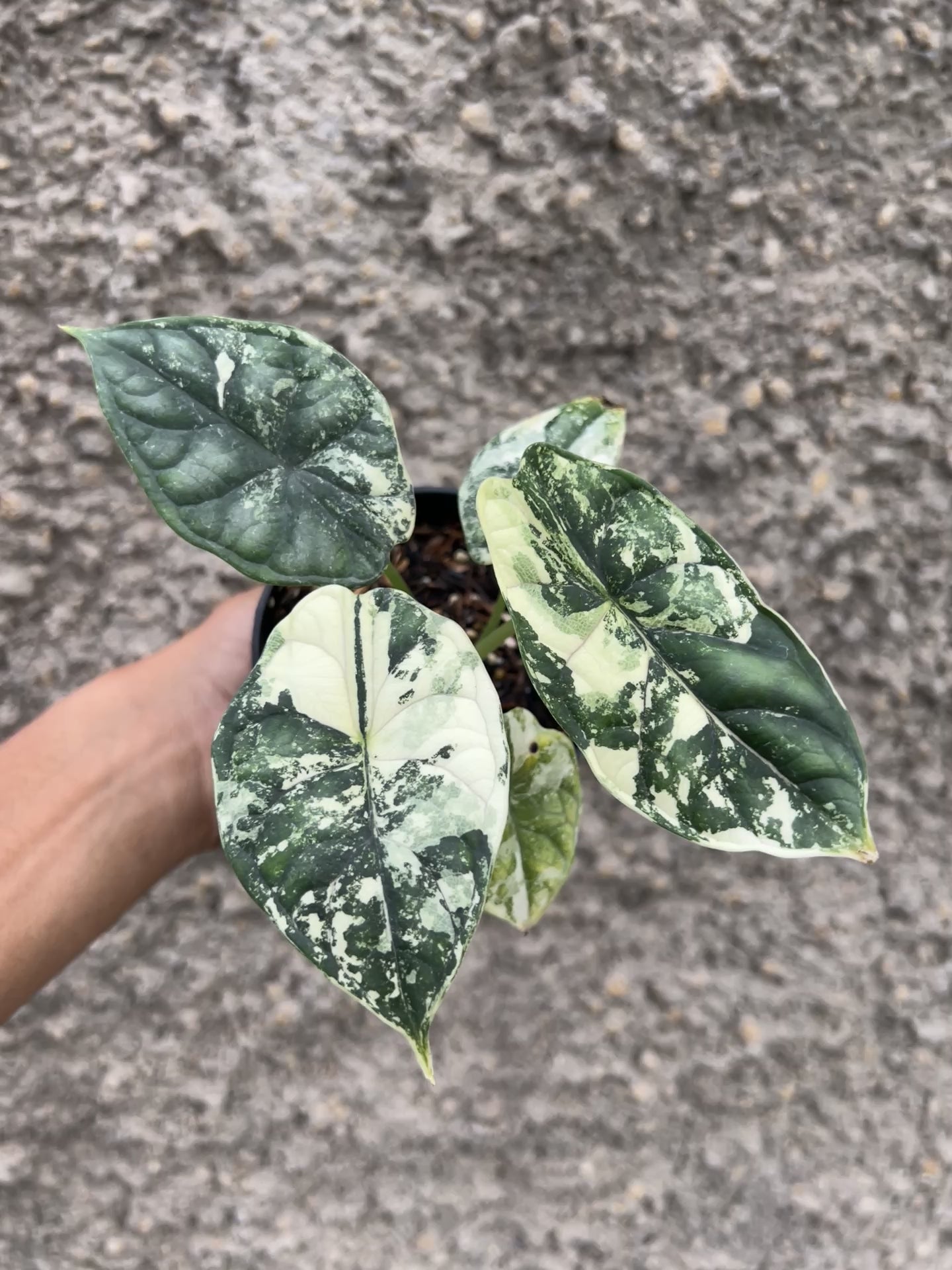 Alocasia Dragon Scale Variegated