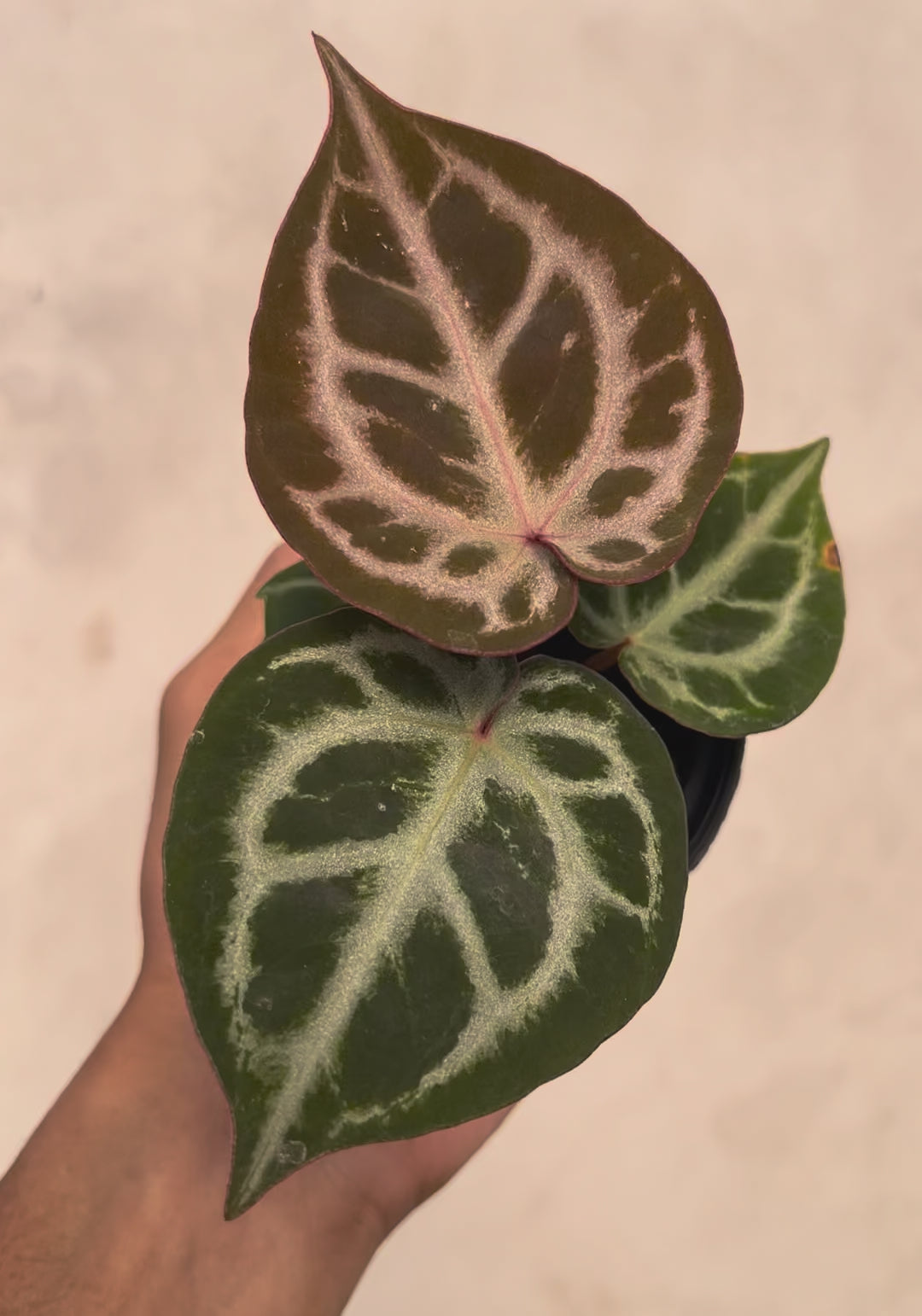 Anthurium (Silver Blush x King of Spdes) x Michelle