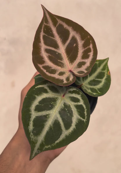Anthurium (Silver Blush x King of Spdes) x Michelle