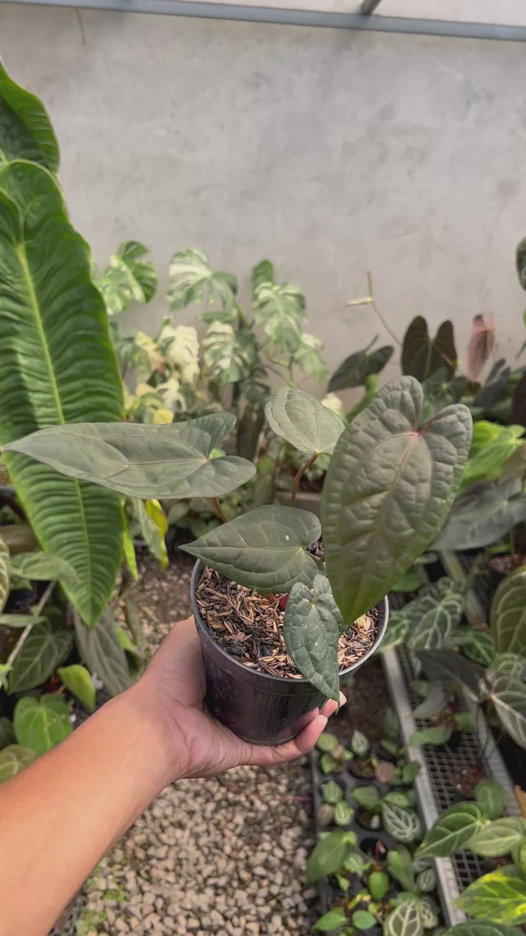 Anthurium RVDP x Black Muscle