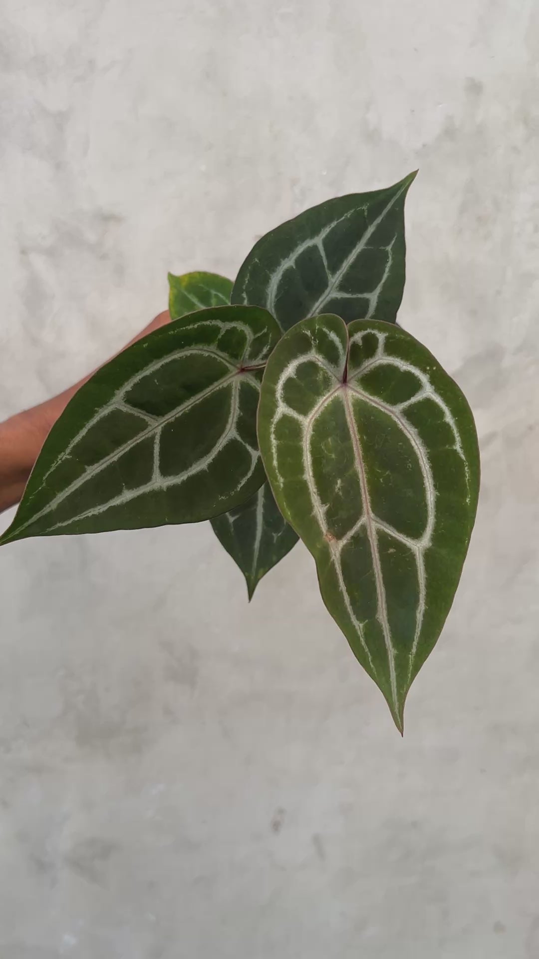 Anthurium Michelle Variegated x (Brown Derby x Michelle)