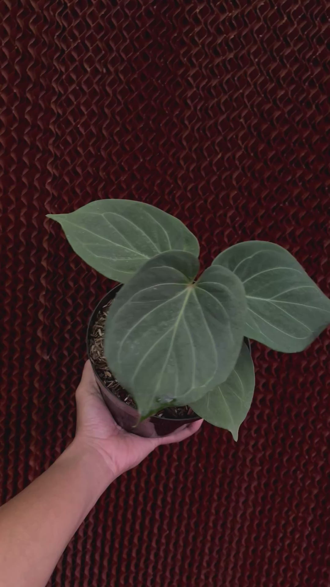 Anthurium King Of Spades