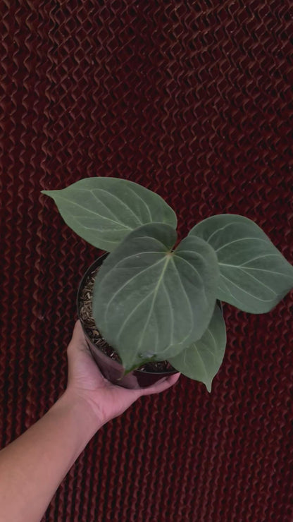 Anthurium King Of Spades