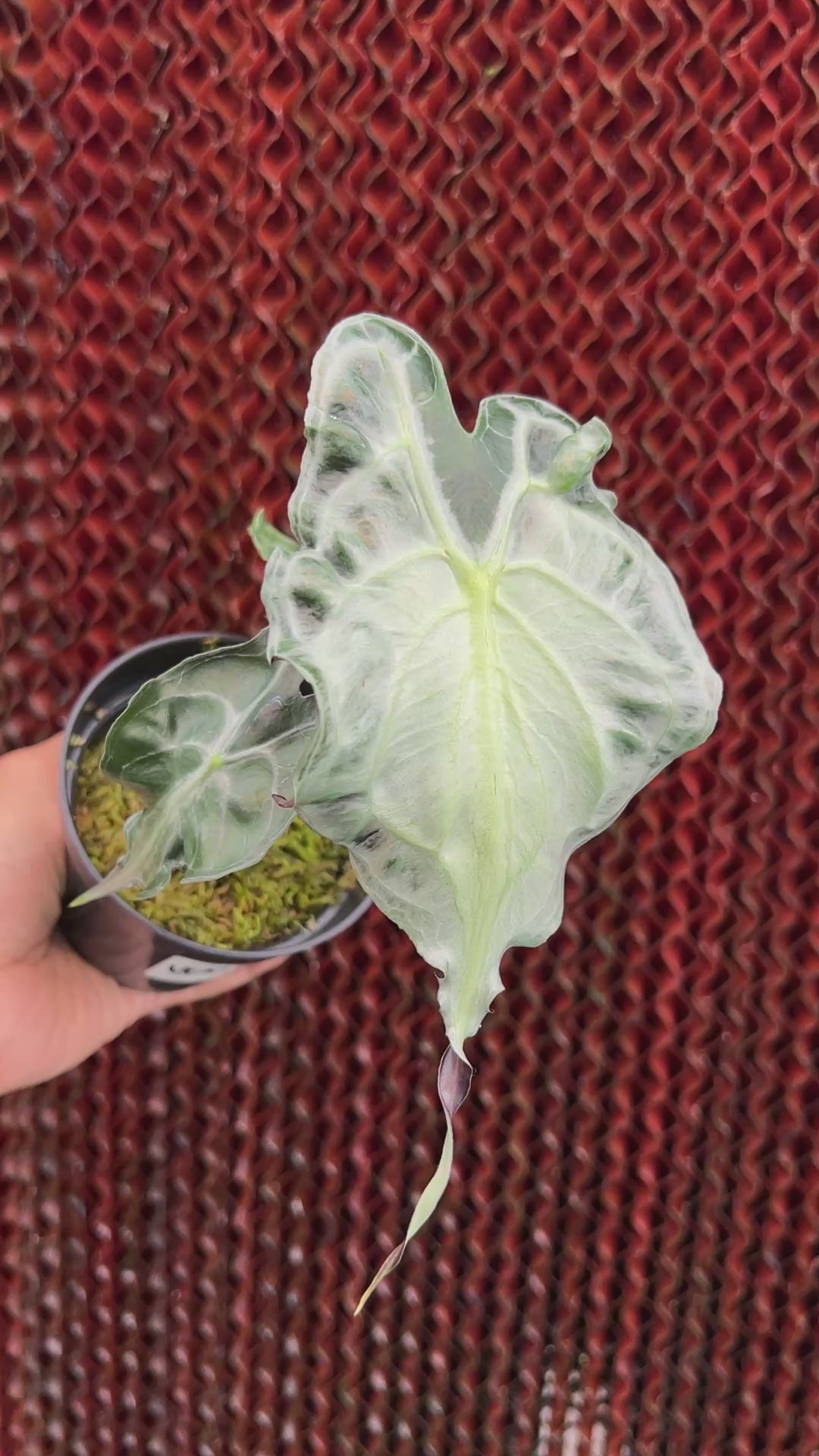 Alocasia Venom