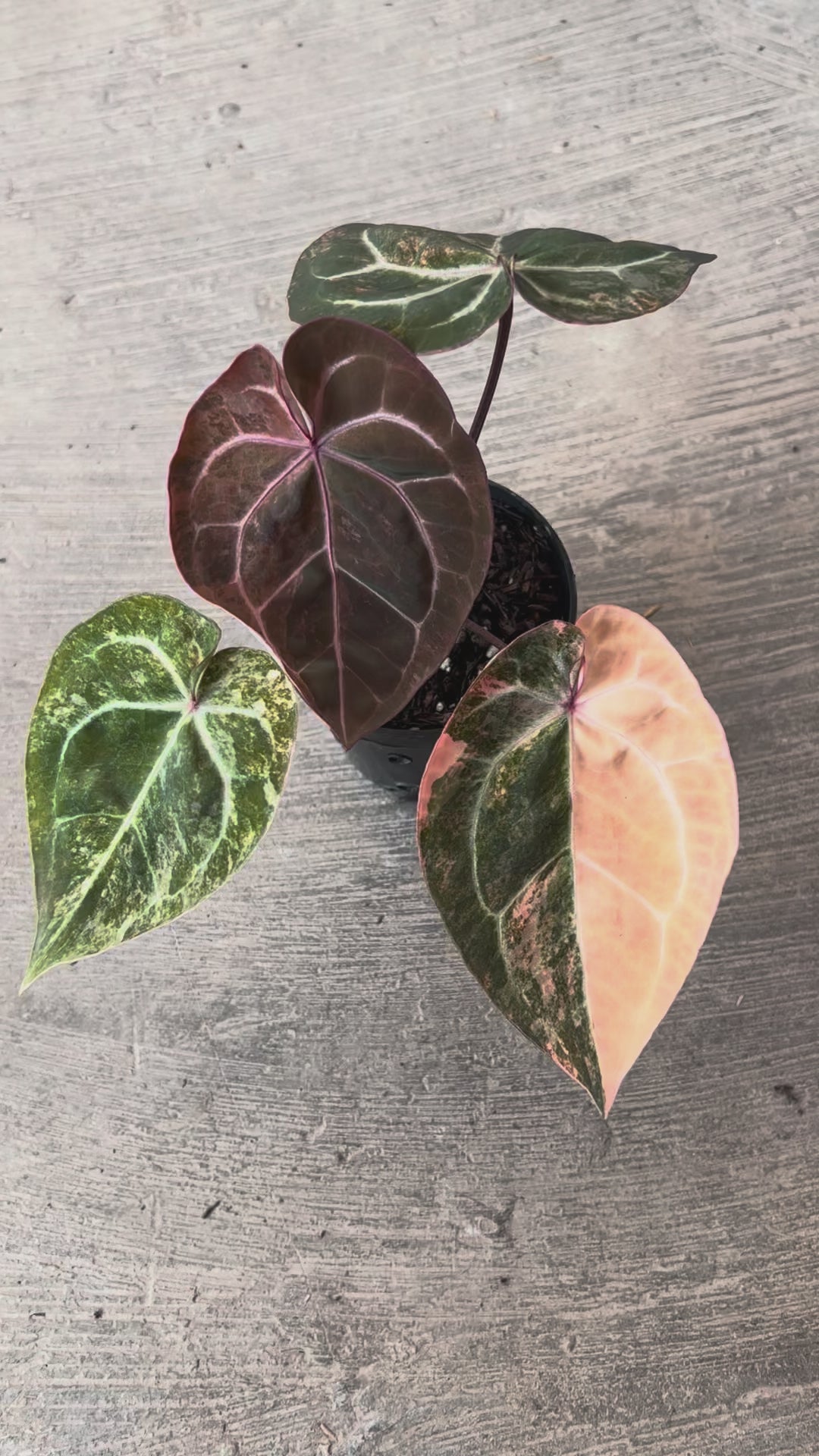 Anthurium  Papillilaminum Pink Variegated x Michelle