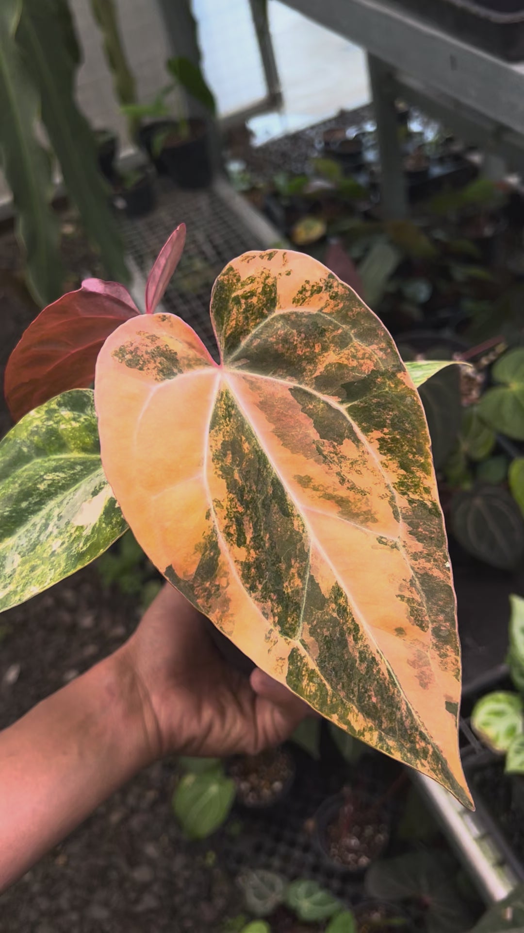 Anthurium Papillilaminum Pink x Twilight Armor
