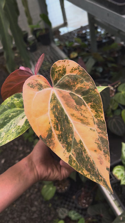Anthurium Papillilaminum Pink x Twilight Armor