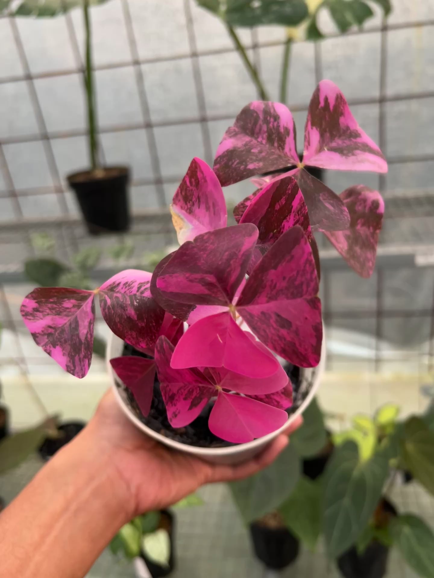 Oxalis Triangularis Variegated