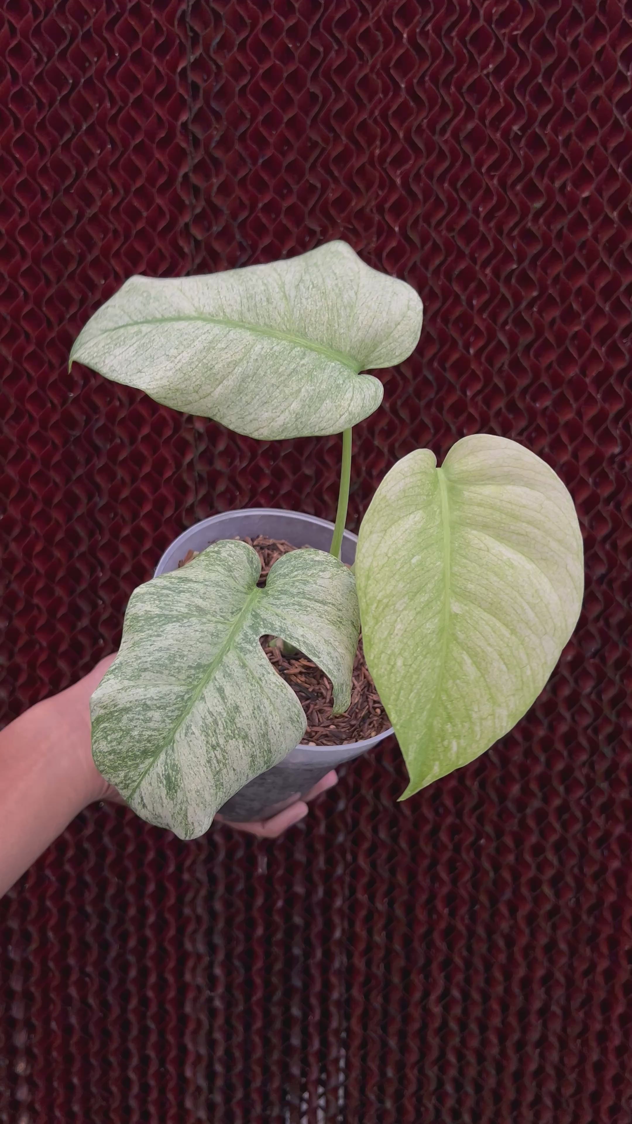 Monstera white mint Variegated