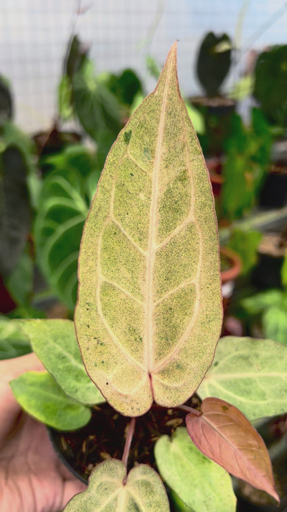 Anthurium (Angela x Black Widow) x (BVIT x ZM)