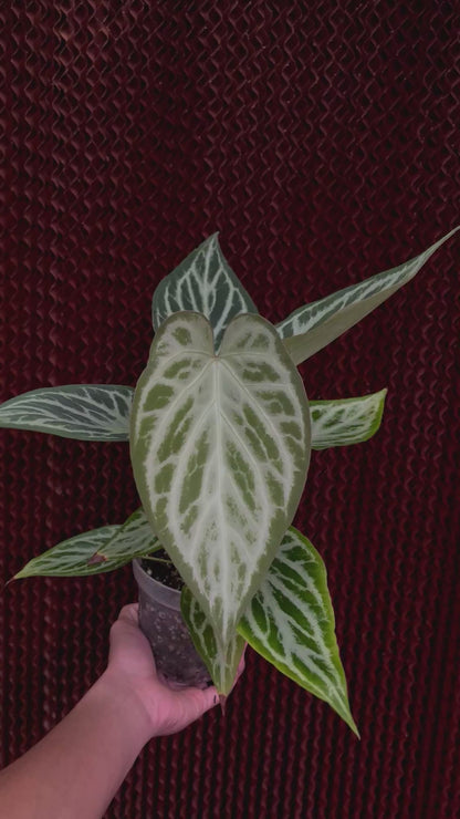 Anthurium Silver Butterfly