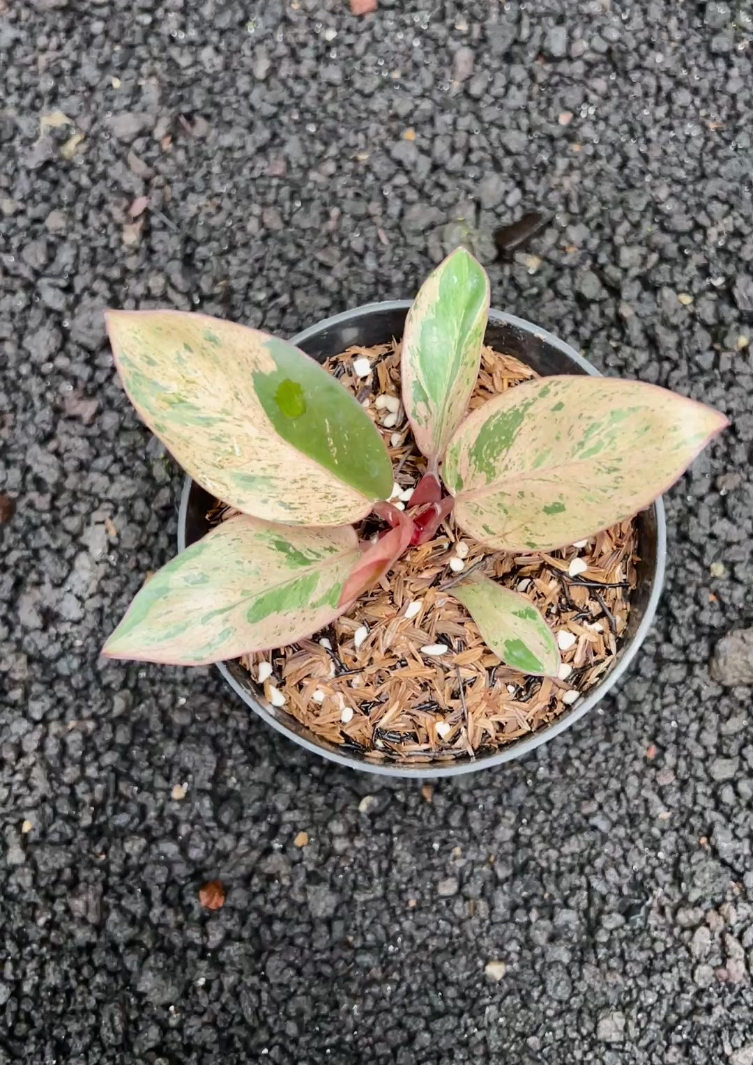 Philodendron Red Congo Dwarf Variegated