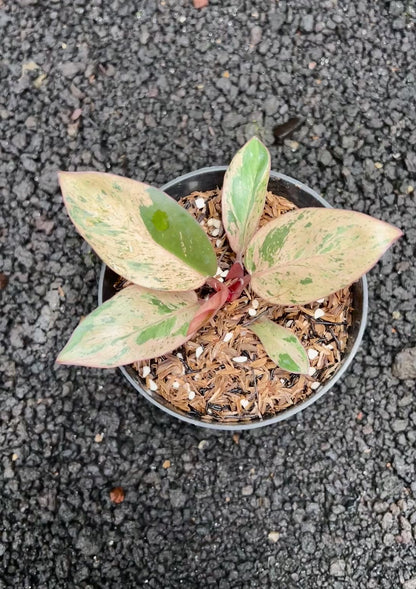 Philodendron Red Congo Dwarf Variegated